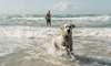 Dog playing in the water with owner at the beach near Vedersø Strand Camping.