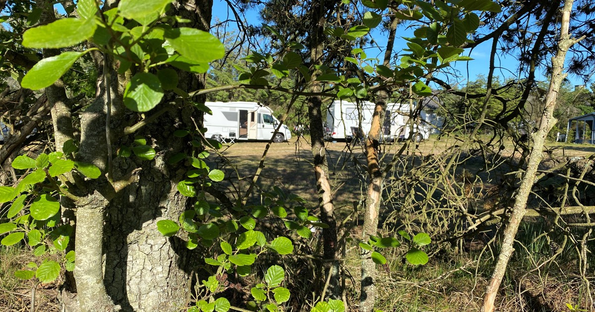 Blokhus Natur Camping
