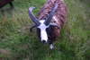 Sheep with four horns in a meadow at Skærbæk Stellplatz.
