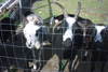 Sheep with four horns behind a fence at Skærbæk Camping.