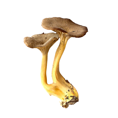 Tragtkantareller