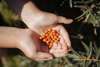 Hands holding picked sea buckthorn near Vedersø Strand Camping.
