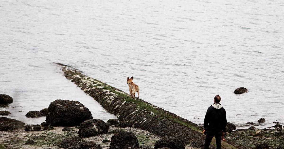 Urlaub mit Hund in Dänemark