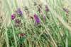 Purple wildflowers among grass near Vedersø Strand Camping.
